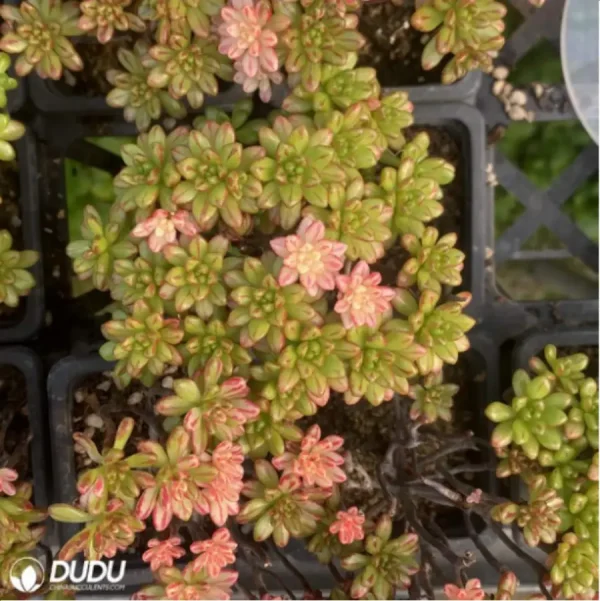 Aeonium Sedifolius Clustering - Image 2