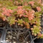 Aeonium Sedifolius Clustering - Image 3