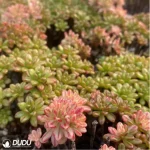 Aeonium Sedifolius Clustering - Image 4