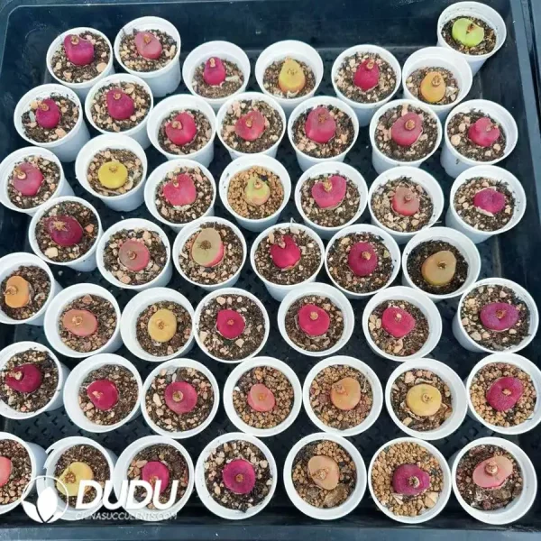 Conophytum Maughanii - Image 1