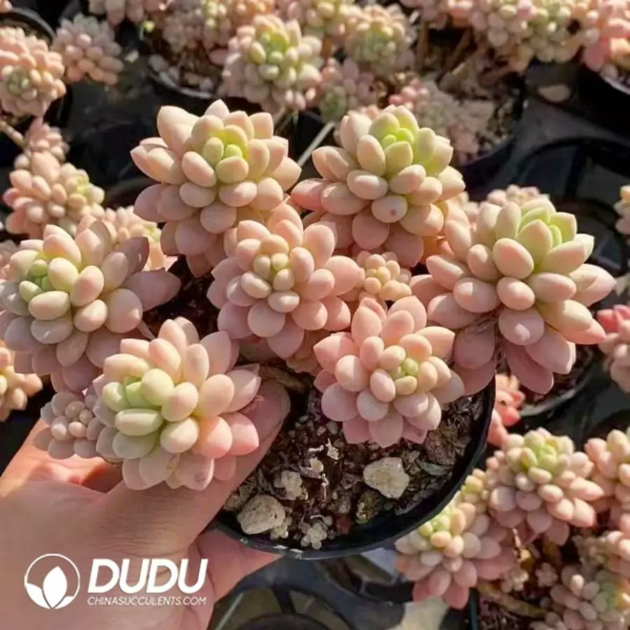 1756123170-1742365841-e201.webp 24Pcs Pachyphytum Pink Caviar Clustering(7-8 heads) - Image 1