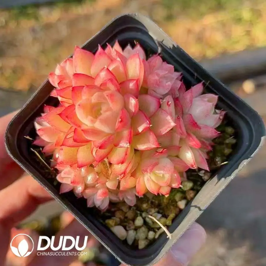 1756123175-1742365853-e201.webp 54Pcs Echeveria Sun Gem Clustering - Image 1