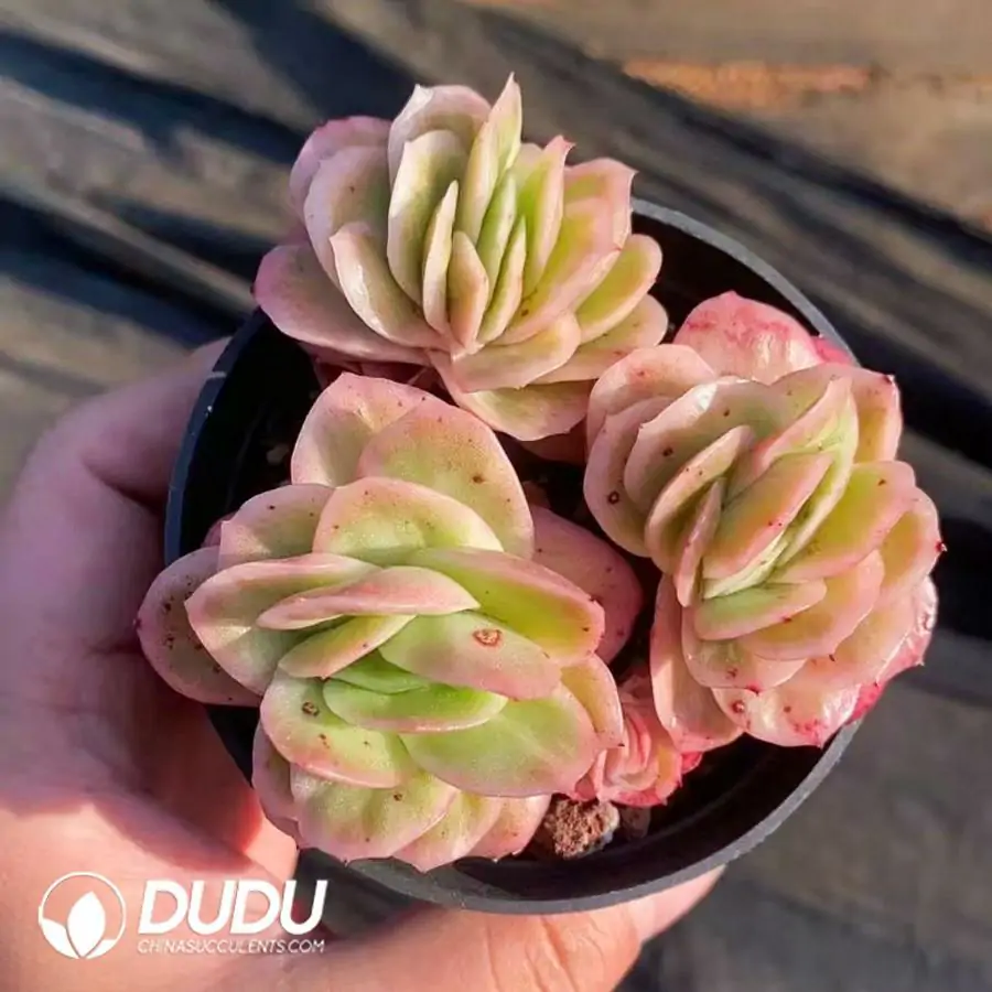 1756123189-1742365882-e201.webp 40Pcs Echeveria Ice Rose (2-3 heads) - Image 1