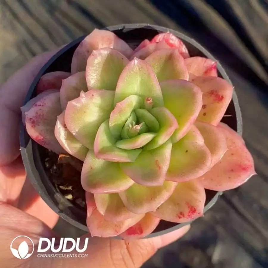 1756123190-1742365884-e201.webp 40Pcs Echeveria Ice Rose - Image 1