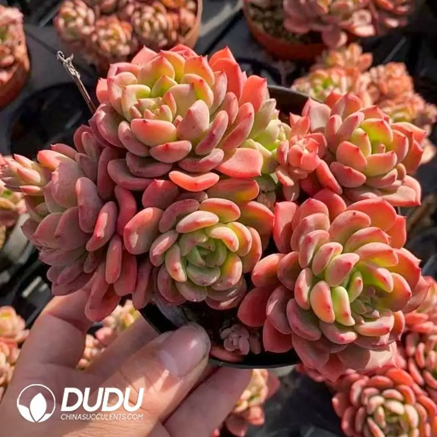 1756123194-1742365892-e201.webp 24Pcs Echeveria Emma Orange Clustering(4-5 Head) - Image 1