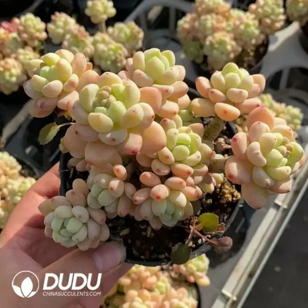 1756123195-1742365895-e201.webp $5.2*24PcsSedum A-level Clavatum Old Pile - Image 1