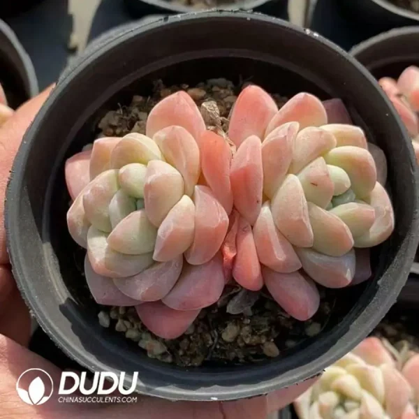 1756123206-1742365919-e201.webp $2.6*40Pcs Echeveria Ice Green Double Head - Image 1
