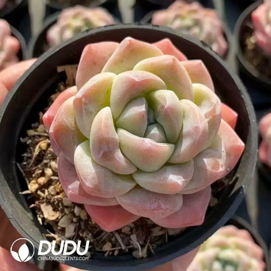 1756123207-1742365921-e201.webp 40Pcs Echeveria A-level Ice Green - Image 1