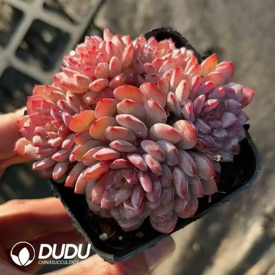 1756123213-1742365938-e201.webp 54Pcs Echeveria Rubin Cluster - Image 1