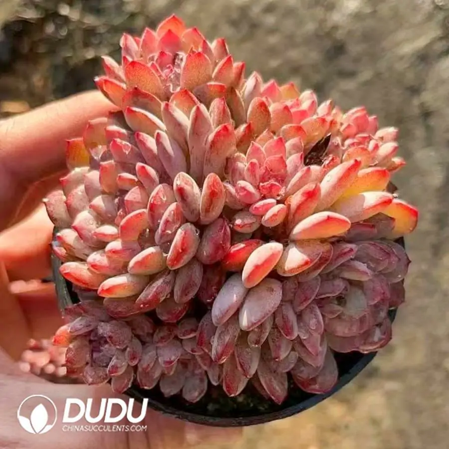 1756123214-1742365940-e201.webp 40Pcs Echeveria Rubin Cluster - Image 1