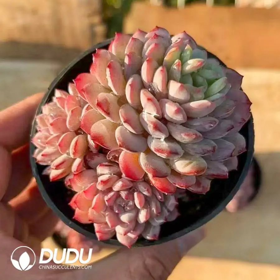 1756123216-1742365943-e201.webp 40Pcs Echeveria Rubin Cluster(2-3 Heads) - Image 1