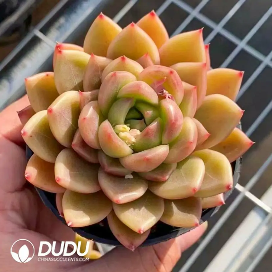 1756123219-1742365945-e201.webp 40Pcs Echeveria Clear Sky - Image 1