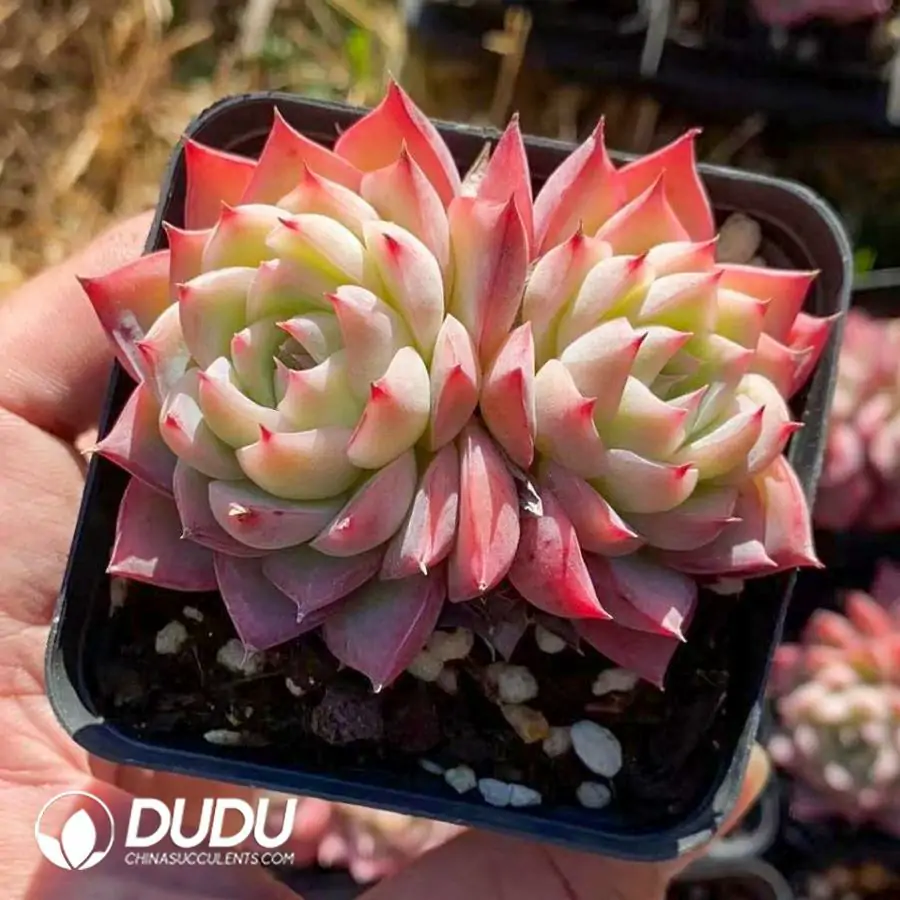 1756123228-1742365963-e201.webp 54Pcs Echeveria Pink Crystal - Image 1