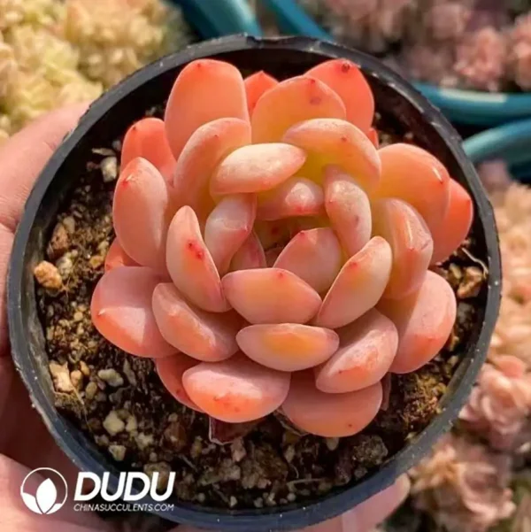 1756123232-1742365970-e201.webp $1.7*40Pcs Echeveria Star Mark - Image 1