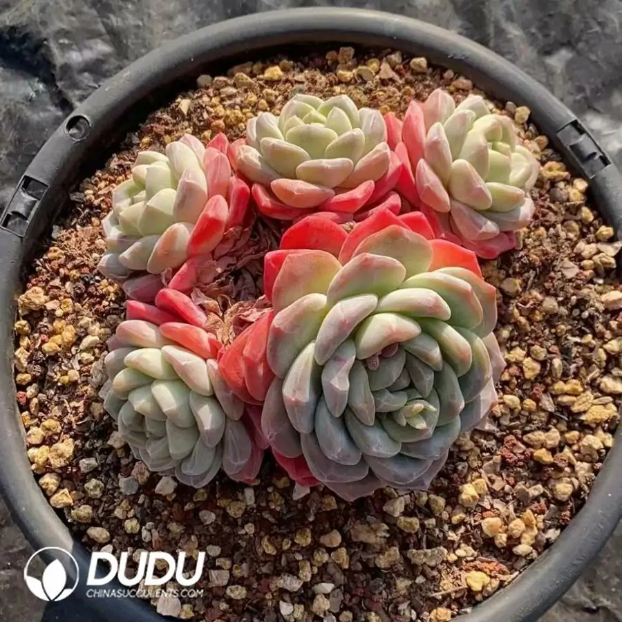 1756123236-1742365977-e201.webp 4Pcs Echeveria Ice jade Clustering(5-7 Heads) - Image 1