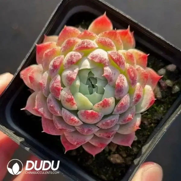 1756123239-1742365987-e201.webp $1.5*54Pcs Echeveria Pink Bella - Image 1