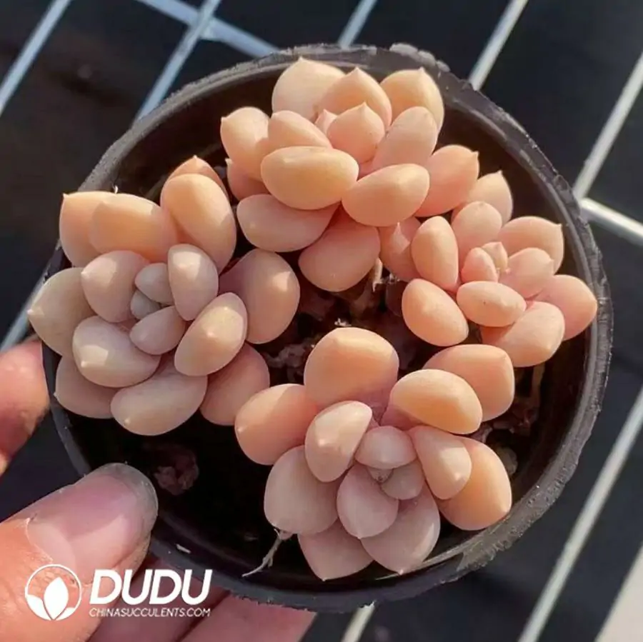 1756123243-1742365994-e201.webp 40Pcs Graptopetalum Milk Bean Clustering(3-4 Heads) - Image 1