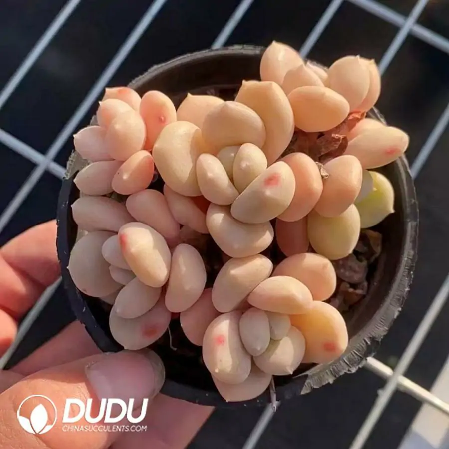1756123258-1742366028-e201.webp 40Pcs Graptopetalum Milk Beans Large Clustering(5-6 Heads) - Image 1