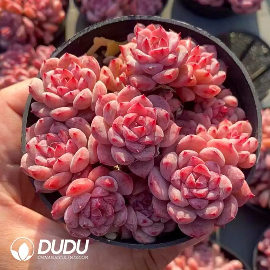 1756123263-1742366039-e201.webp 40Pcs Echeveria Mini Star Clustering - Image 1