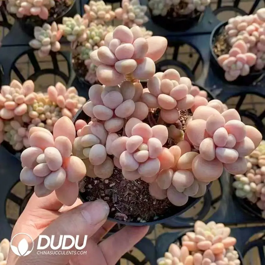 1756123269-1742366053-e201.webp 24Pcs Graptosedum Pudgye Miul Super Clustering (7-8 Heads) - Image 1