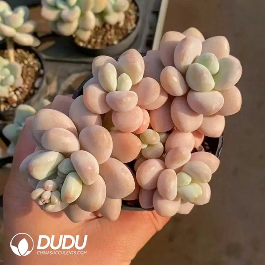 1756123271-1742366058-e201.webp 40Pcs Graptosedum Pudgye Miul Clustering (3-4 Headst) - Image 1