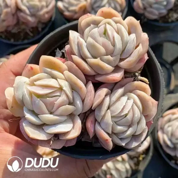 1756123273-1742366063-e201.webp $1.7*40Pcs Echeveria Sina Clustering (2-3 Heads) - Image 1