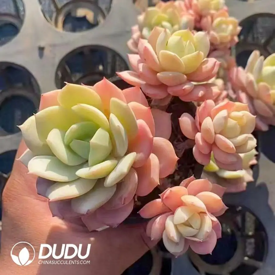 1756123275-1742366068-e201.webp 40Pcs Echeveria Love Song Clustering (3-4 Heads) - Image 1