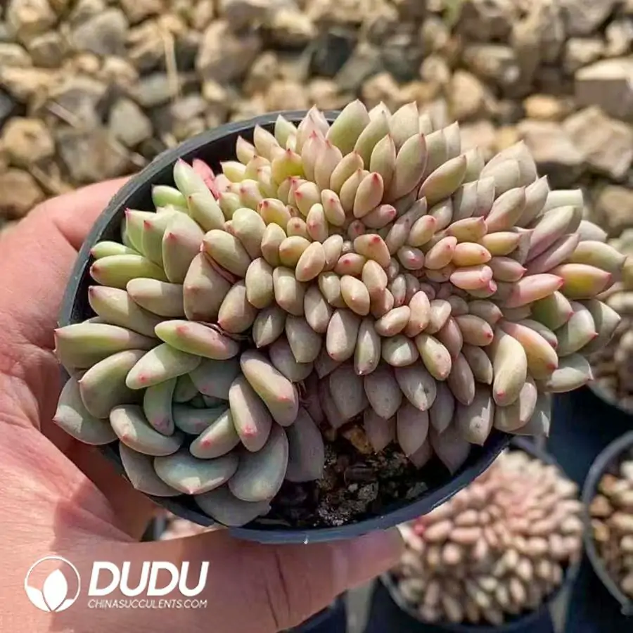 1756123287-1742366090-e201.webp 40Pcs Echeveria Ling Snow Cristate - Image 1