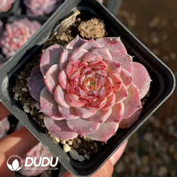 1756123292-1742366104-e201.webp $1.5*54Pcs Echeveria Sugarheart Velvet - Image 1