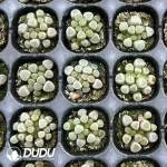 $0.23*128Pcs Fenestraria aurantiaca N. E. Br.Seedlings