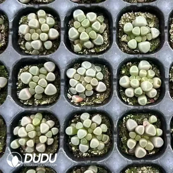 $0.23*128Pcs Fenestraria aurantiaca N. E. Br.Seedlings - Image 1