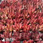 $0.24*128Pcs Echeveria Roca Seedlings