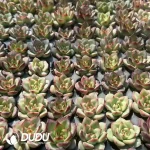 $0.23*128Pcs Echeveria Little Red Heart Seedlings