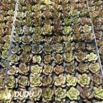 $0.23*128Pcs Echeveria Little Red Heart Seedlings - Image 2