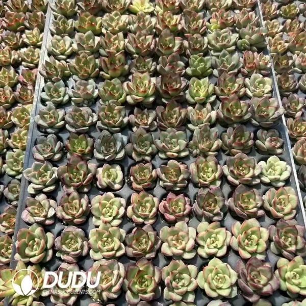 $0.23*128Pcs Echeveria Little Red Heart Seedlings - Image 2