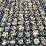 $0.23*128Pcs Echeveria Ebony Seedlings - Image 2