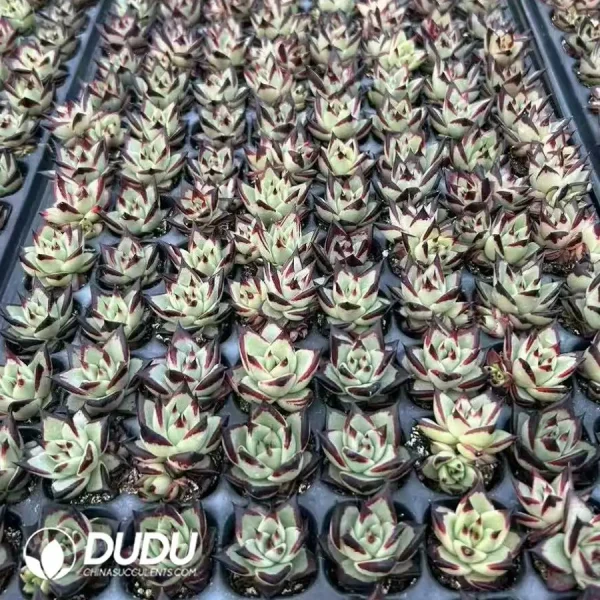 $0.23*128Pcs Echeveria Ebony Seedlings - Image 2