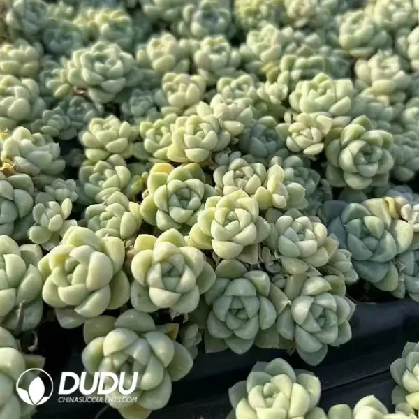 $0.25*105Pcs Echeveria Thick leaves Moon shadow ngle and double clustering mixed Seedlings - Image 1