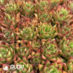 $0.48*72Pcs Echeveria Lipstick Seedlings