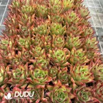 $0.48*72Pcs Echeveria Lipstick Seedlings - Image 2