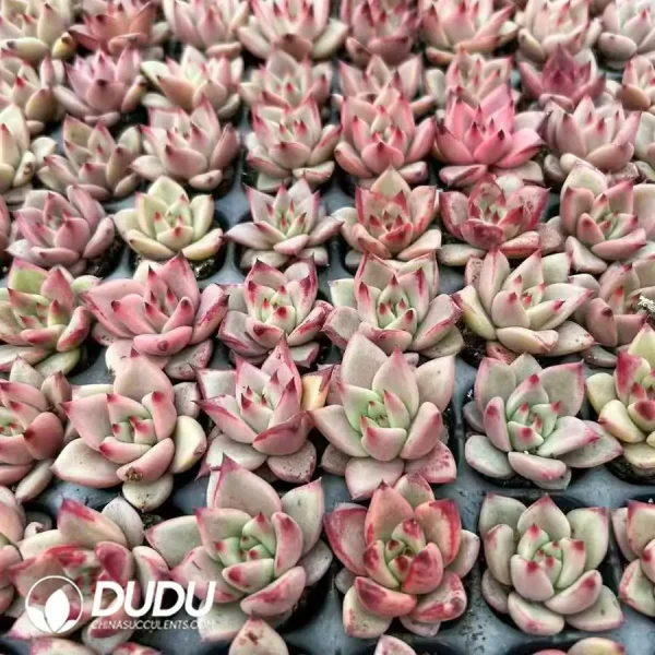 $0.28*128Pcs Echeveria Blood Luo Seedlings - Image 1