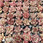 $0.28*128Pcs Echeveria Blood Luo Seedlings - Image 2