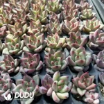 $0.19*128Pcs Echeveria Beauty Seedlings