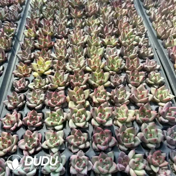 1756123325-1742529756-e202.webp $0.19*128Pcs Echeveria Beauty Seedlings - Image 2