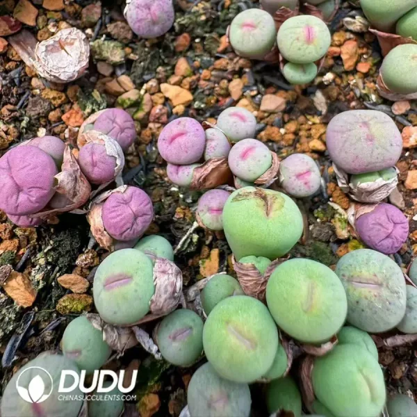 1756123326-1742529761-e201.webp Conophytum Little Red Mouth 3 heads clustering - Image 1