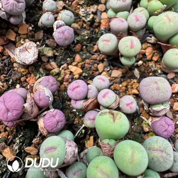 1756123327-1742529766-e201.webp Conophytum Little Red Mouth 4 heads clustering - Image 1