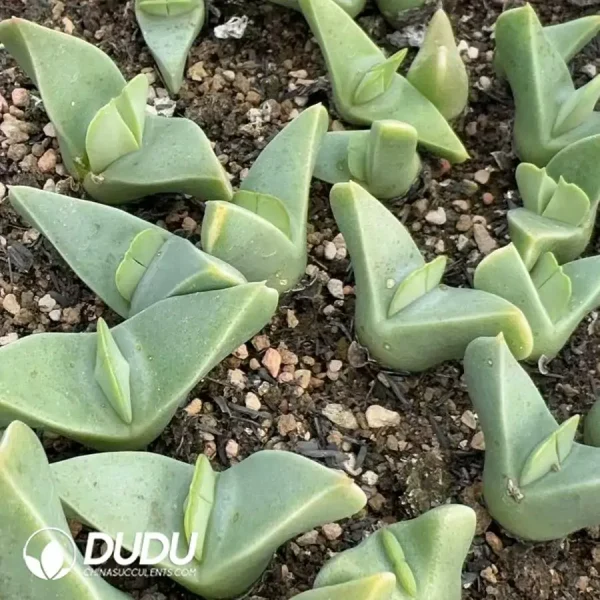 1756123328-1742529771-e201.webp Conophytum Large Wing - Image 1