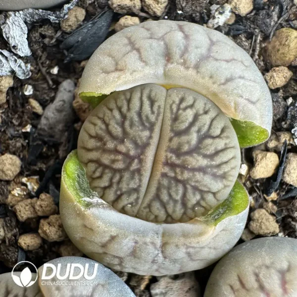 1756123333-1742529788-e201.webp Lithops Dark River - Image 1
