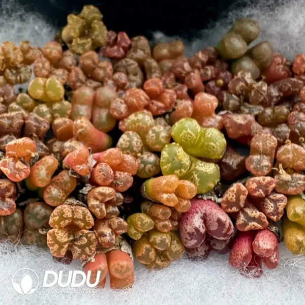 Conophytum Color Medal Double Head - Image 1