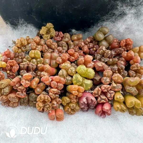 Conophytum Color Medal Double Head - Image 2